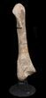 Huge, Kritosaurus Tibia With Stand - Aguja Formation, Texas #42335-2